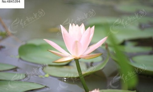 深康硒麦芽硒片的功效网 | 深康硒麦芽硒片的功效与作用,深康硒麦芽硒片的功效和作用