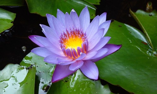深康硒怎么样-深康硒麦芽硒片的功效网 | 深康硒麦芽硒片的功效与作用,深康硒麦芽硒片的功效和作用